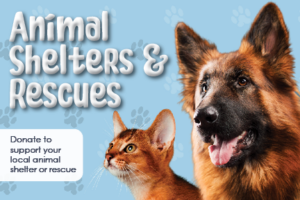 Animal Shelters and Rescue. Donate to support your local animal shelter or rescue.