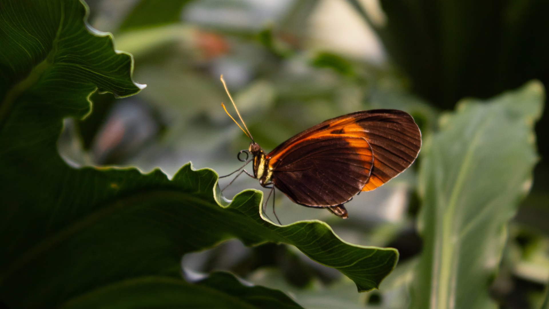 Butterfly sitting on leaf.