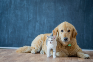 Dog and Cat on Blue Background
