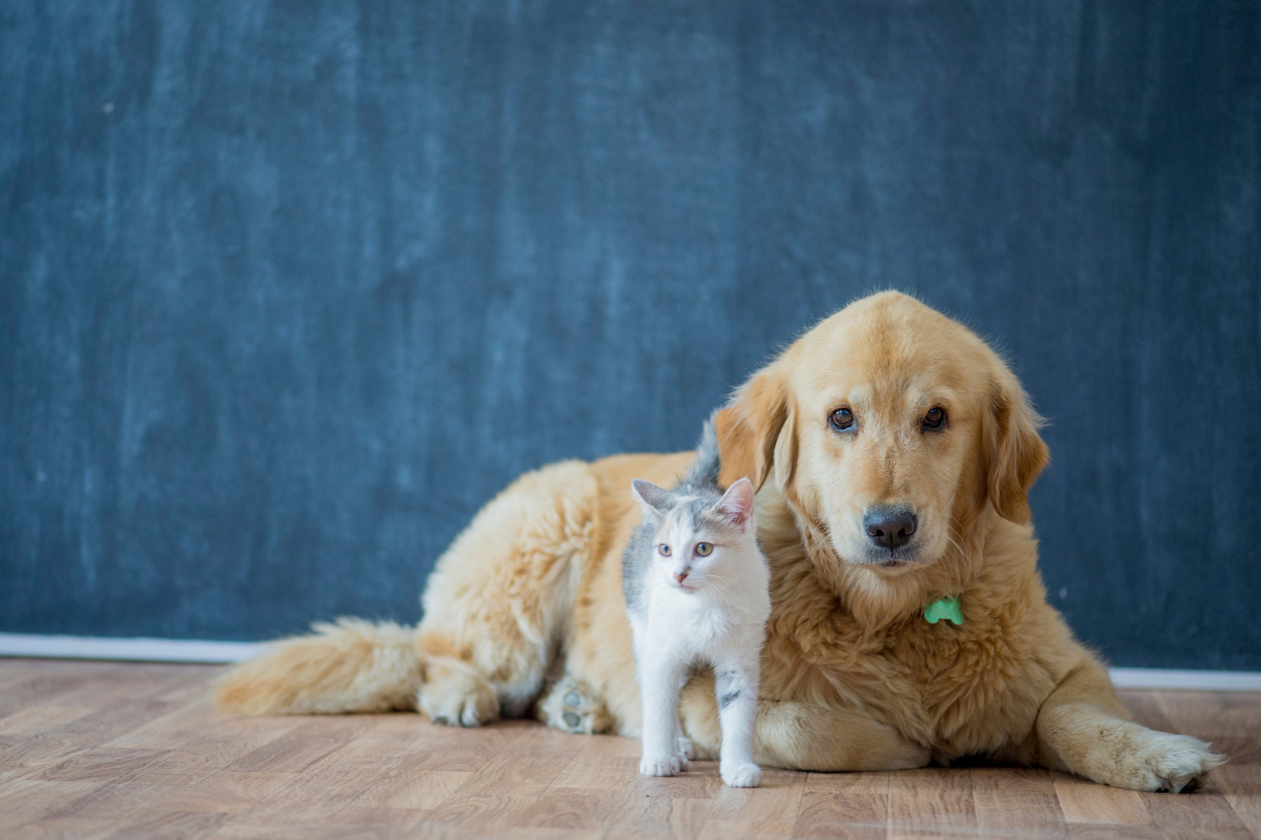 Dog and Cat on Blue Background