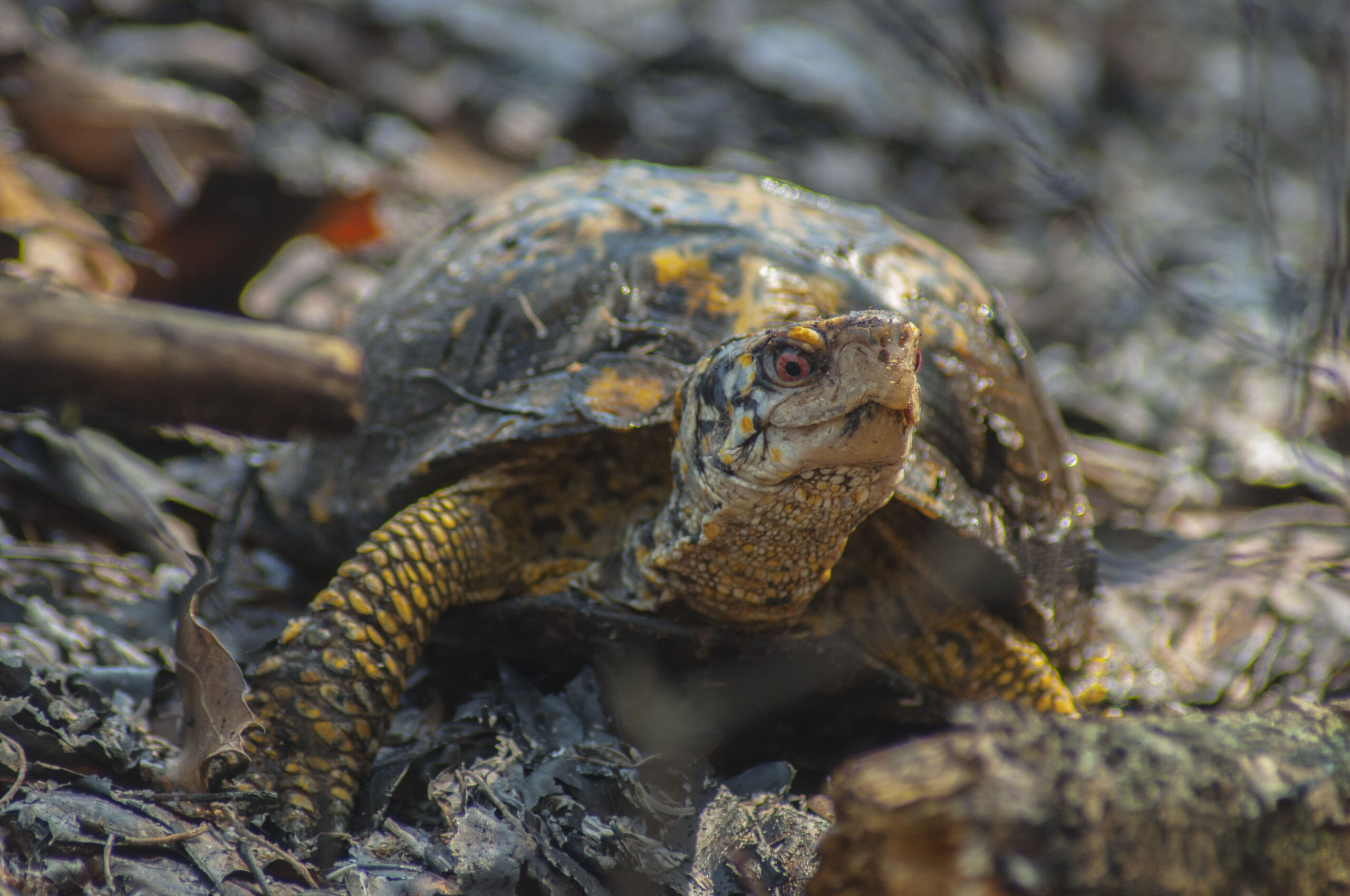 Box Turtle on Rocks