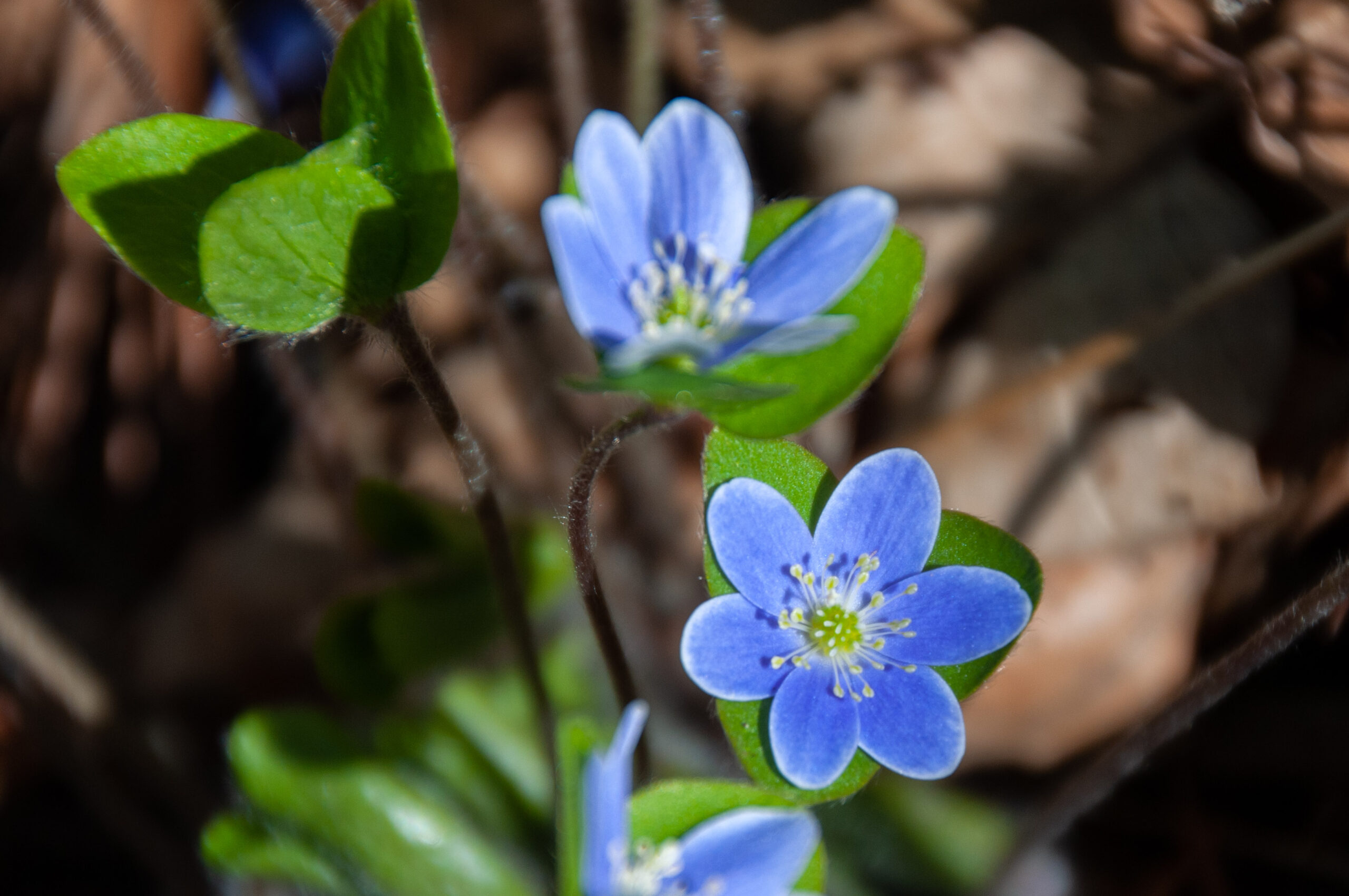 Flower Hepatica