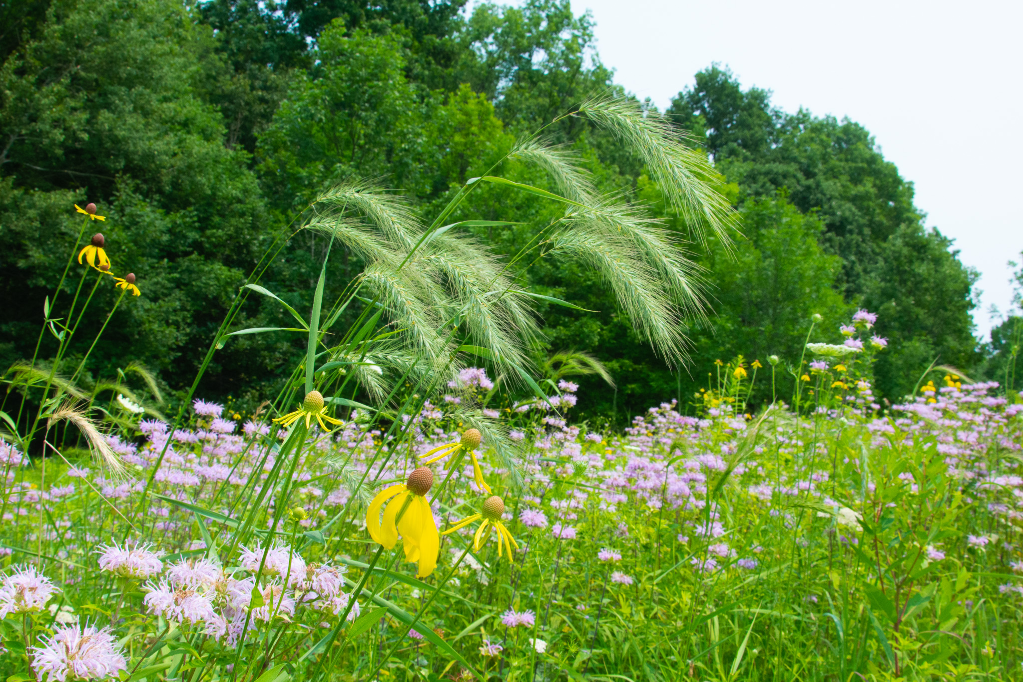 Floral Scenery