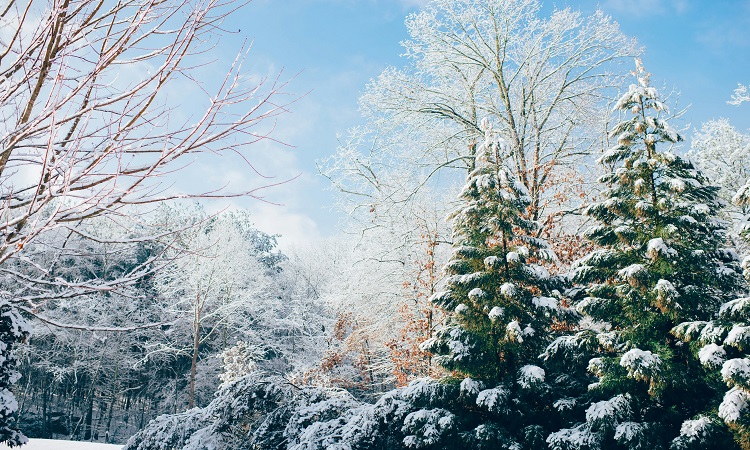 Winter landscape